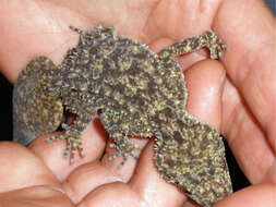 Image of Broad-tailed Gecko