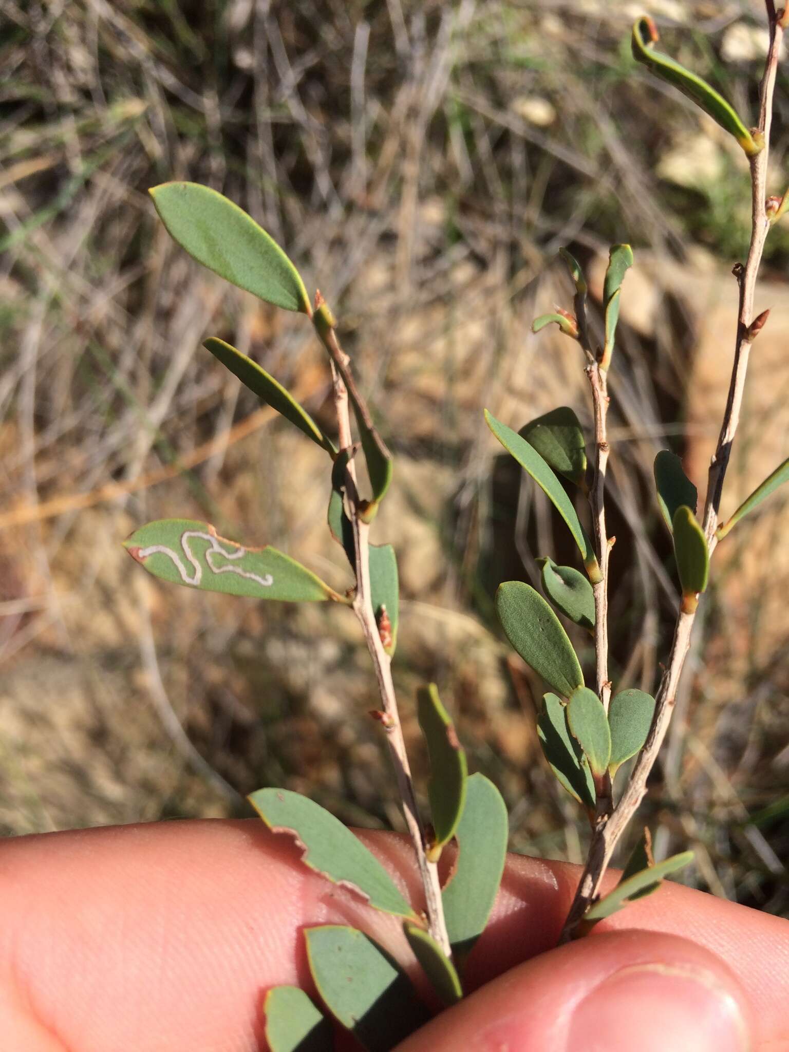 Image of Aristaea thalassias (Meyrick 1880)