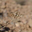 Image de Schtschurowskia meifolia Regel & Schmalh.