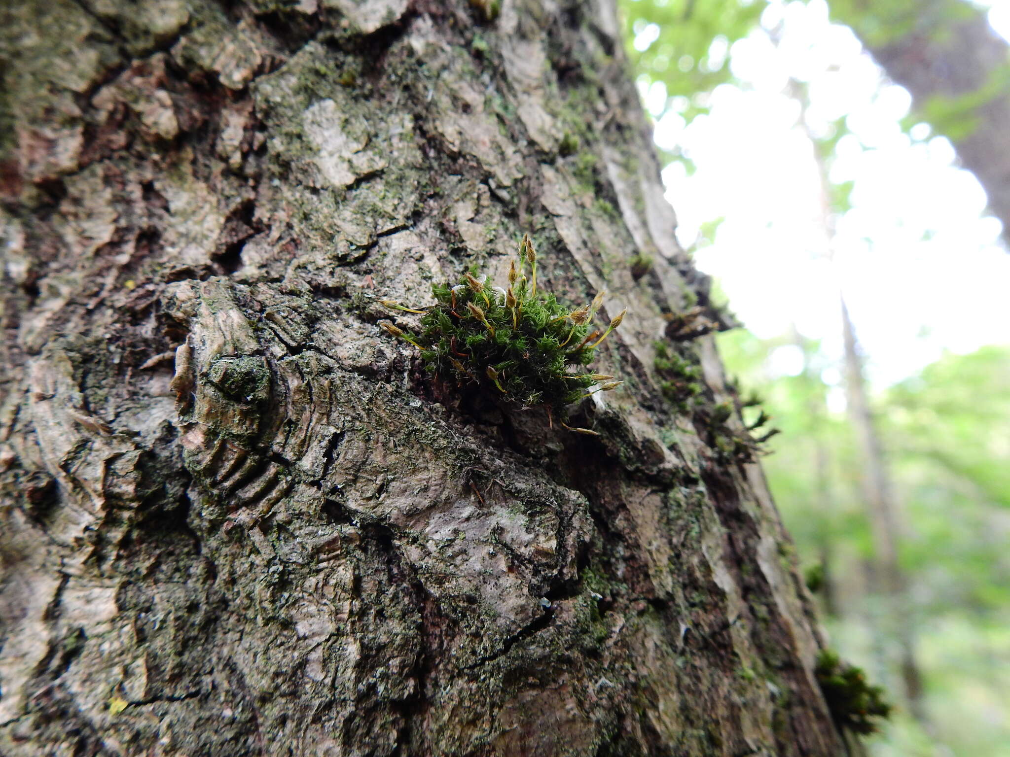 Image of <i>Ulota bruchii</i>