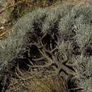 Image de Plantago bismarckii Nederl.