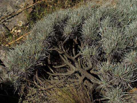 Image of Plantago bismarckii Nederl.