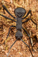 Image de Polyrhachis armata (Le Guillou 1842)