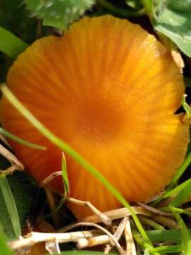 Image of Hygrocybe insipida (J. E. Lange) M. M. Moser 1967