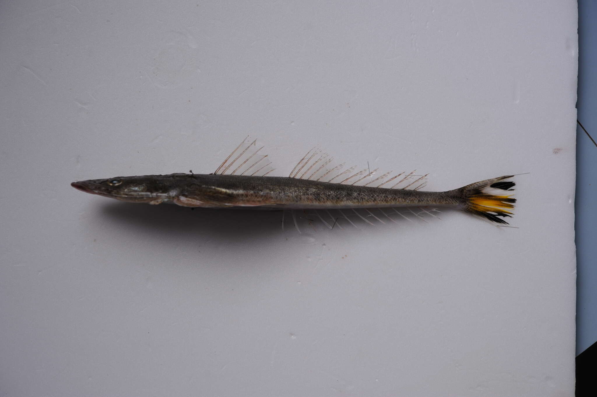 Image of Bar-tailed Flathead