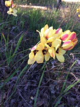 Image of Ixia maculata var. fuscocitrina (Desf. ex Redouté) G. J. Lewis