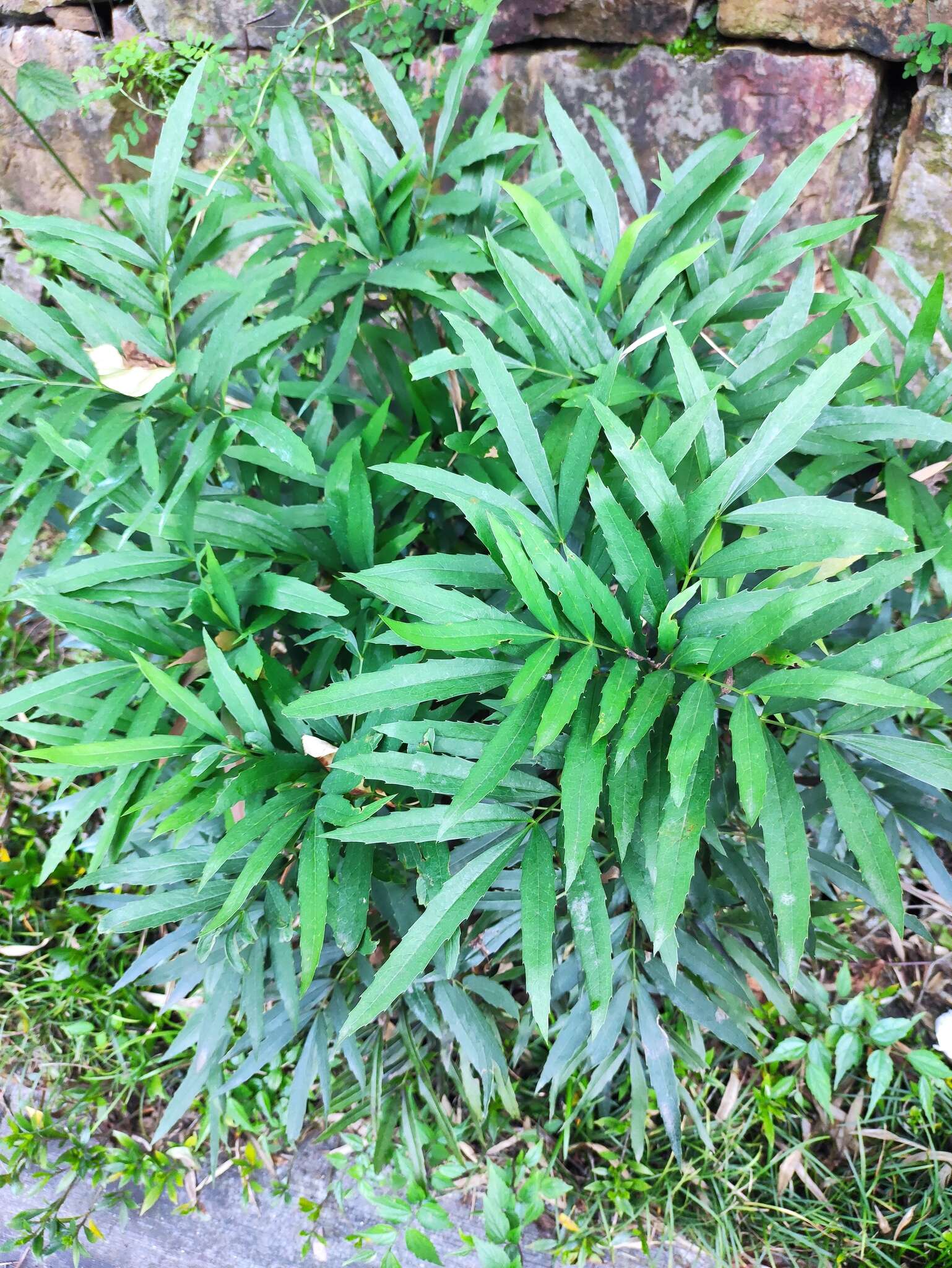 Image of Berberis fortunei Lindl.