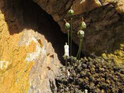 Image of Drimia uniflora J. C. Manning & Goldblatt