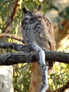 Image of South American Great Horned Owl