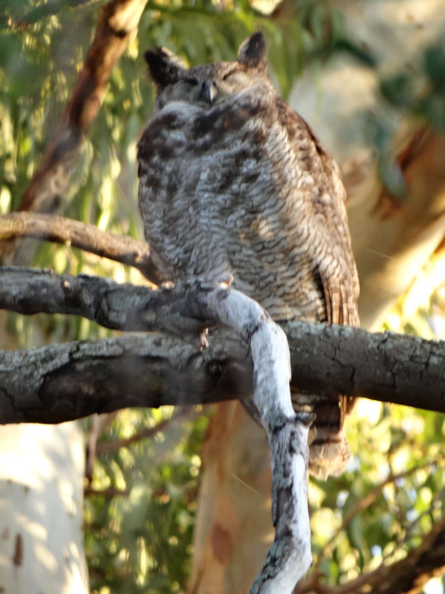 Image of South American Great Horned Owl