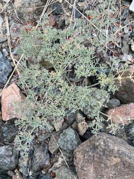 Image of Wenatchee desertparsley