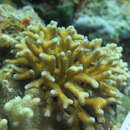 Image of bush coral
