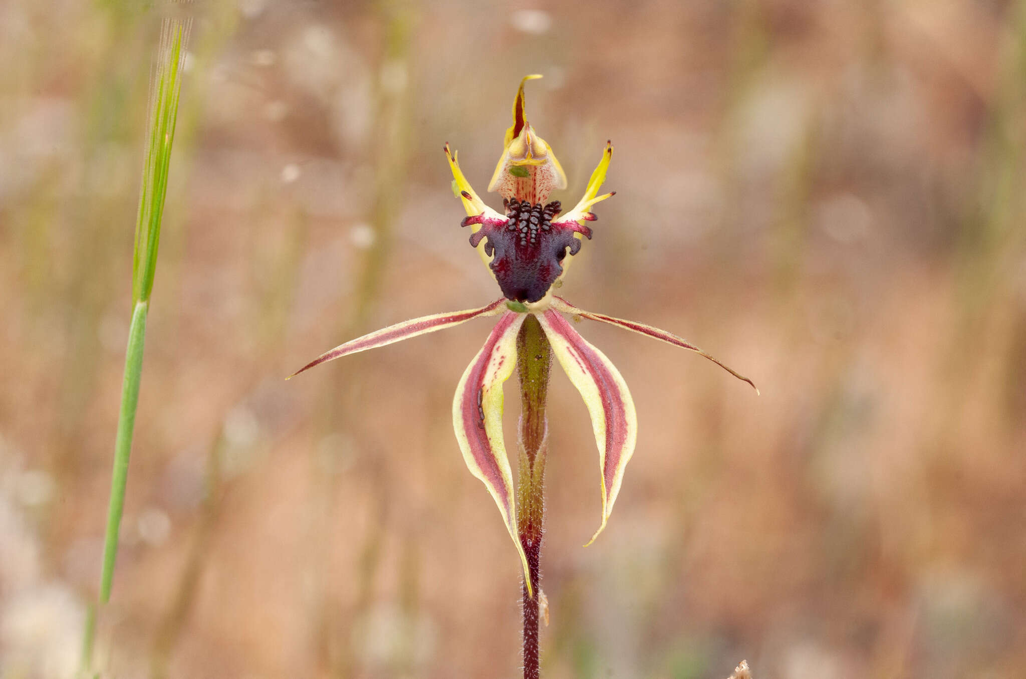 Image of Upright spider orchid
