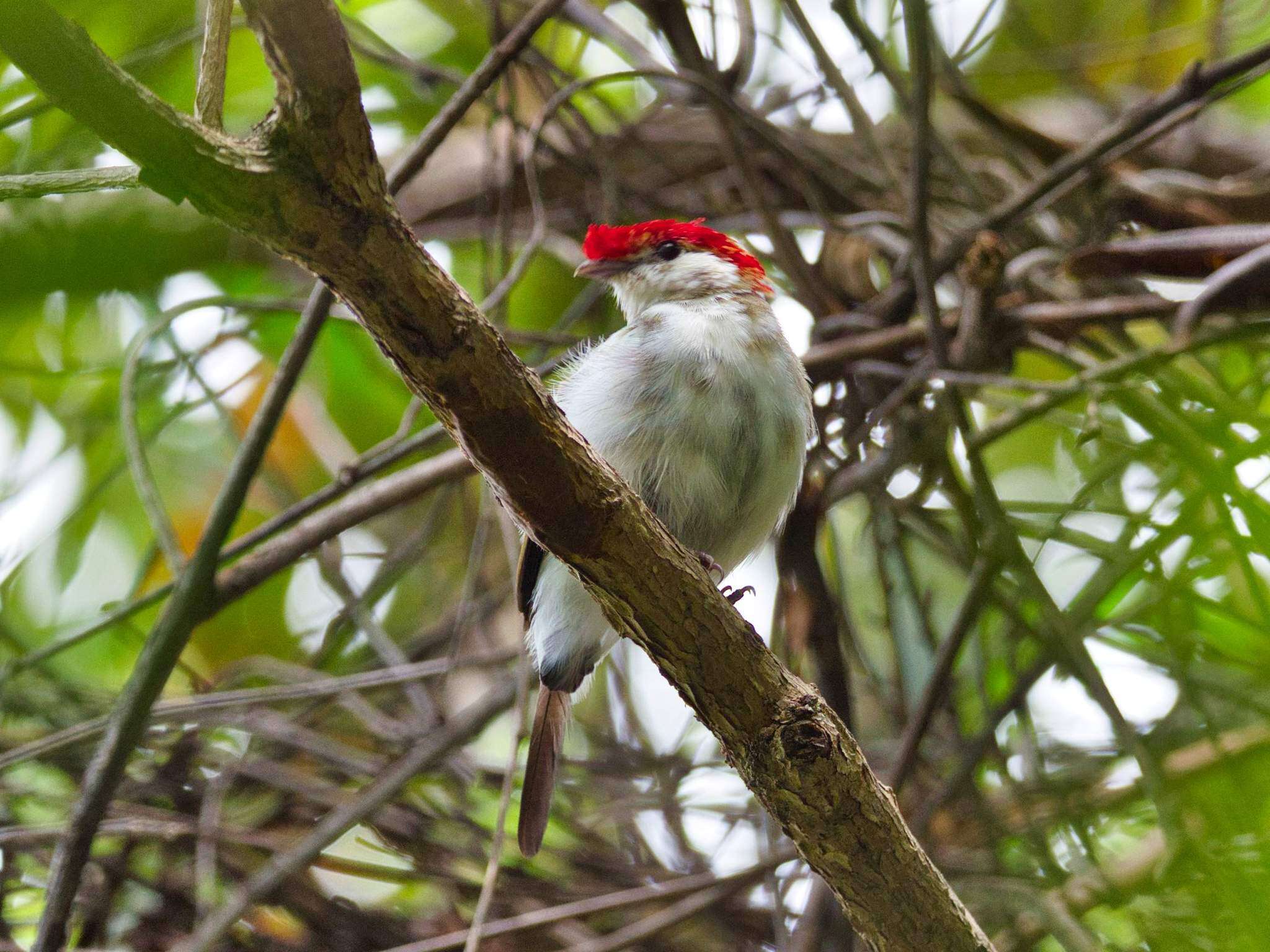 Imagem de Soldadinho-do-araripe