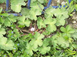 Image of Round-leaved Crane's-bill