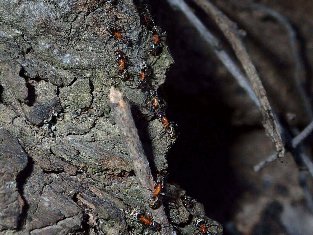 Image of Velvety Tree Ant