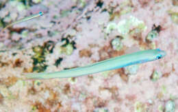 Image of Lyre-tail dart goby