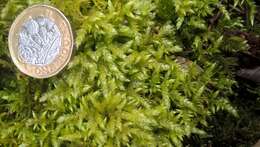 Image of rough-stalked feather-moss