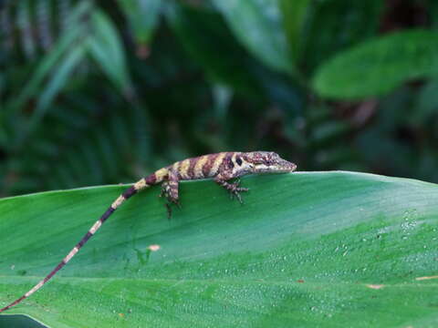 Image of Solitaire Anole