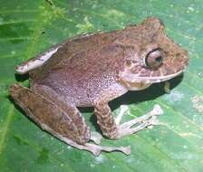 Image of Pristimantis labiosus (Lynch, Ruiz-Carranza & Ardila-Robayo 1994)