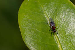 Image of Nothomyia calopus Loew 1869