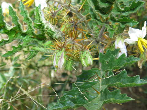 Plancia ëd Solanum sisymbriifolium Lam.