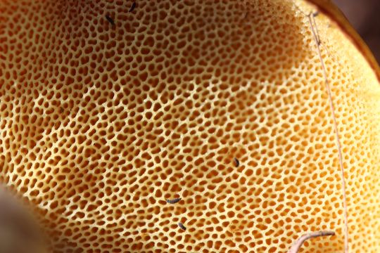 542.17187732649.580x360