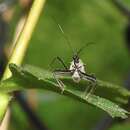 Plancia ëd Rhynocoris marginellus (Fabricius 1803)