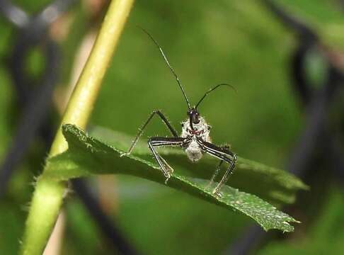 Plancia ëd Rhynocoris marginellus (Fabricius 1803)