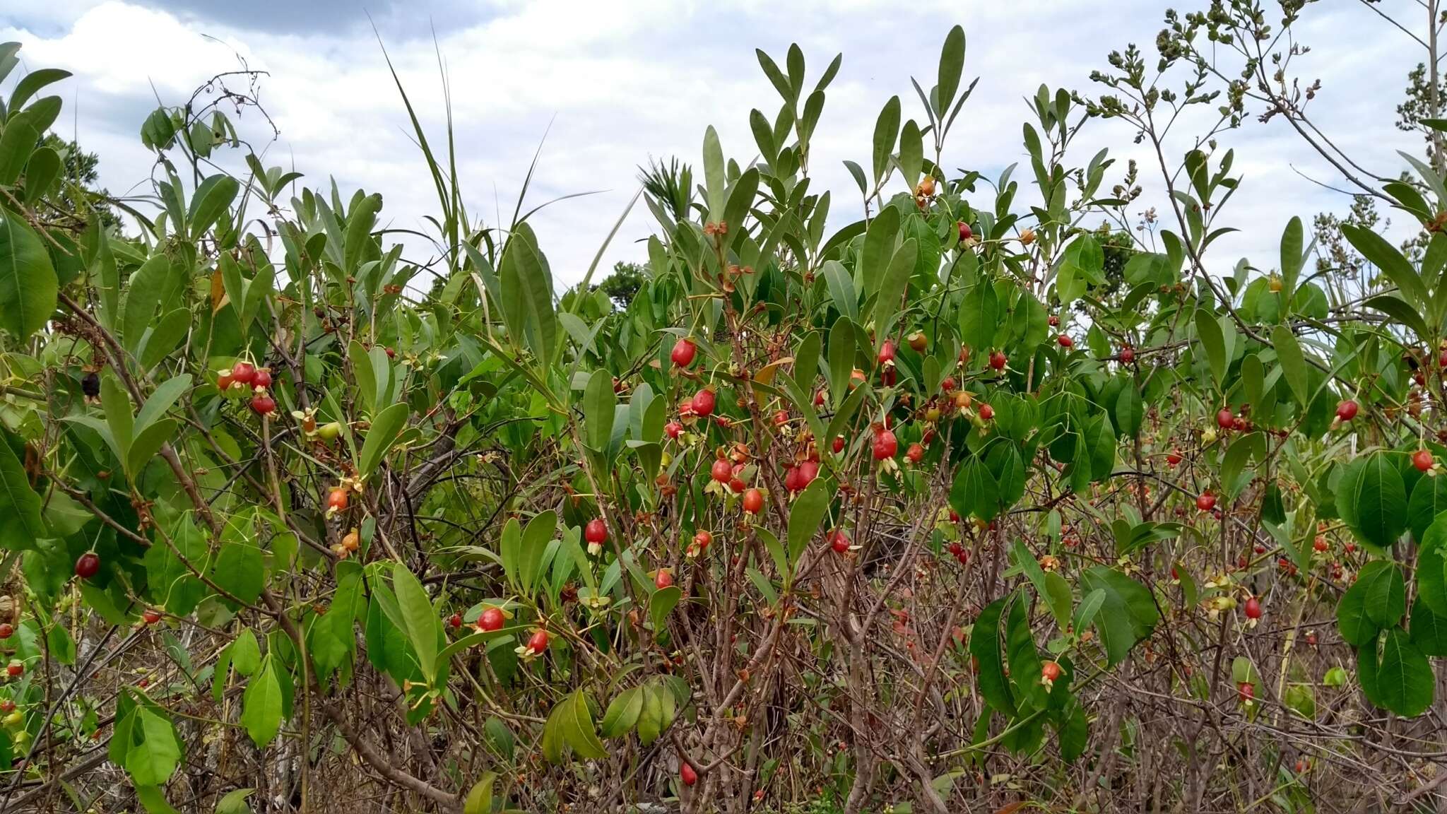 Image de Eugenia involucrata DC.