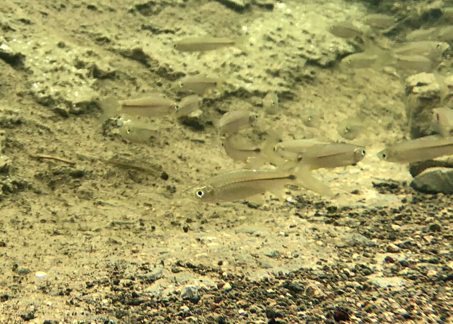 Image of Sidestripe rasbora