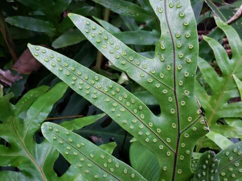 Image of Musk Fern