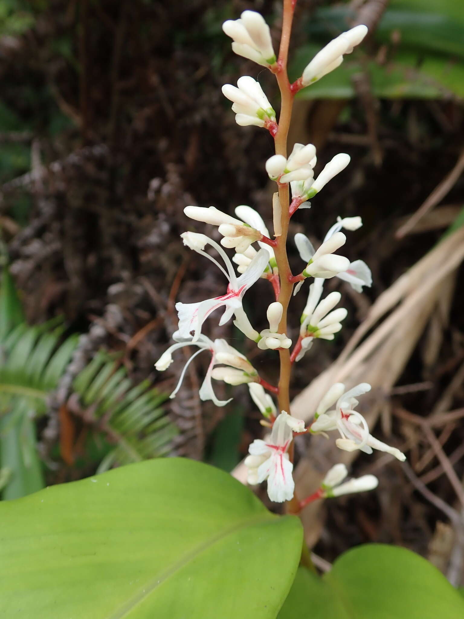 Image of Alpinia intermedia Gagnep.