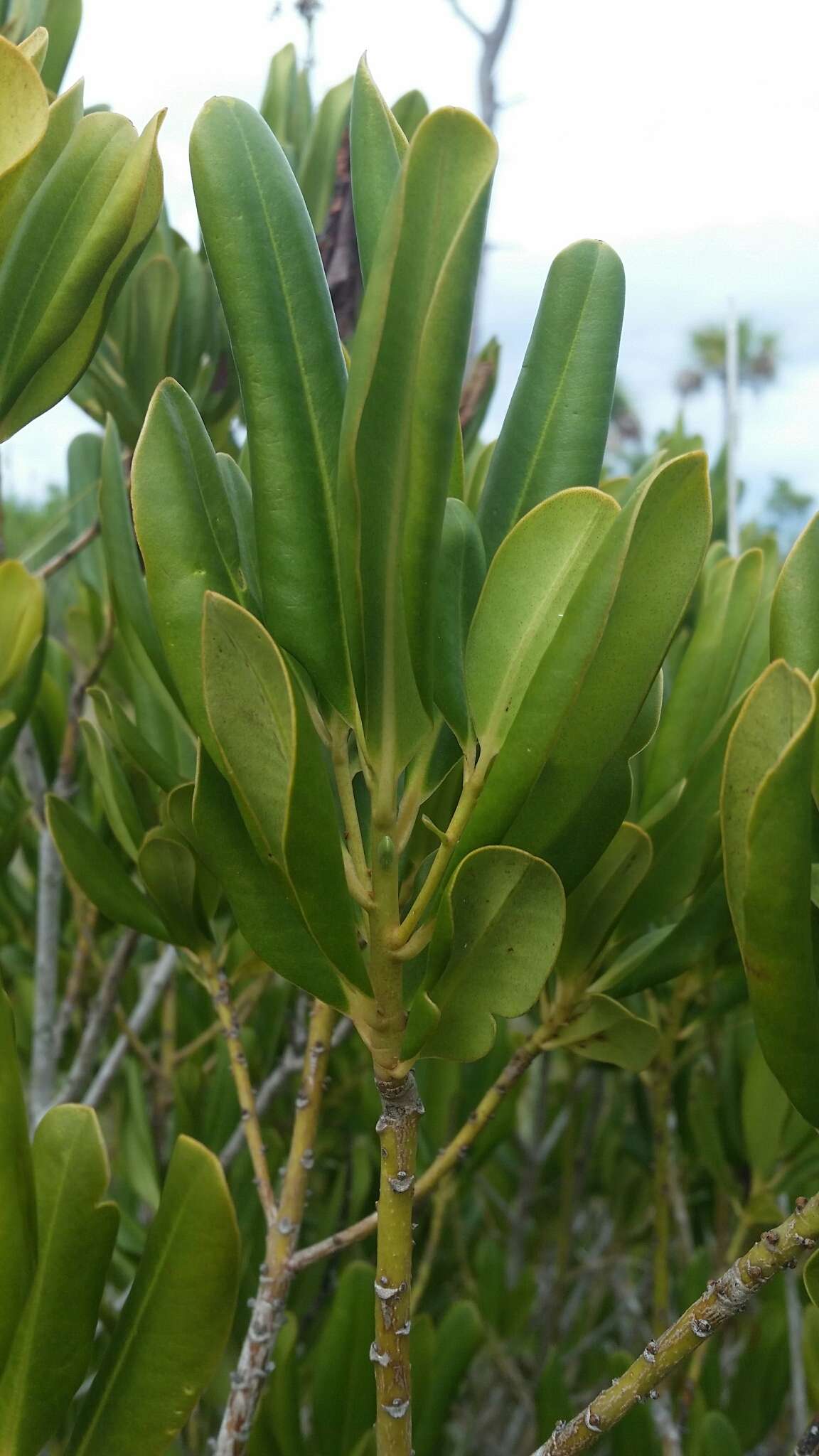 Image of Guianese Colicwood