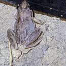 Image of Pale Frog