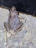 Image of Pale Frog