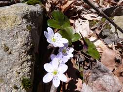 Image of roundlobe hepatica