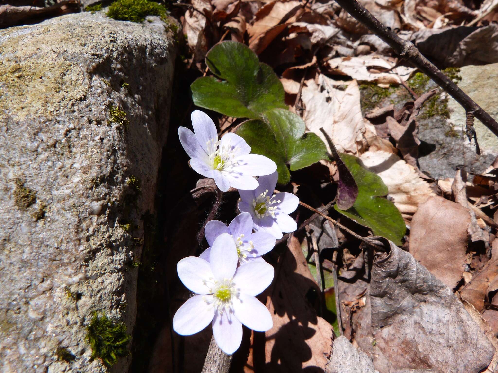 Image of roundlobe hepatica