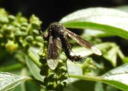 Image of Lepidophora vetusta Walker 1857