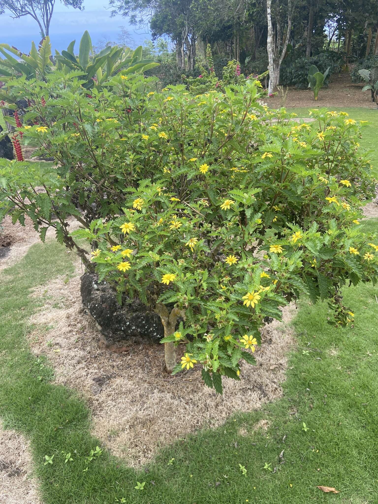 Lecocarpus darwinii H. Adsersen resmi