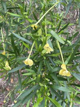 Image of Serpentine Hill raintree