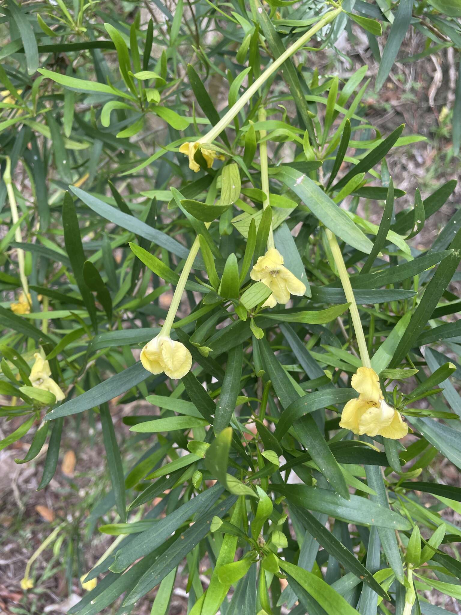 Brunfelsia densifolia Krug & Urb. resmi