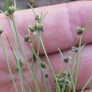 Image of Isolepis sororia Kunth