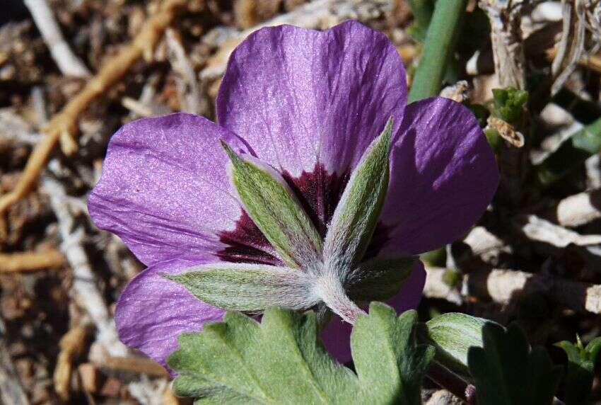 Image of Erodium guttatum (Desf.) Willd.