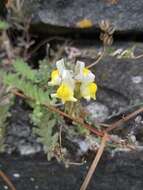 Imagem de Linaria polygalifolia subsp. aguillonensis (García Mart.) S. Castroviejo & E. Lago