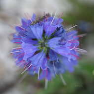 Echium vulgare subsp. vulgare的圖片