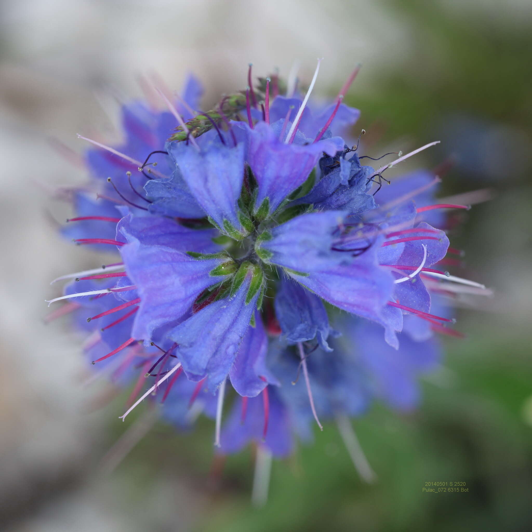 Image of Echium vulgare subsp. vulgare