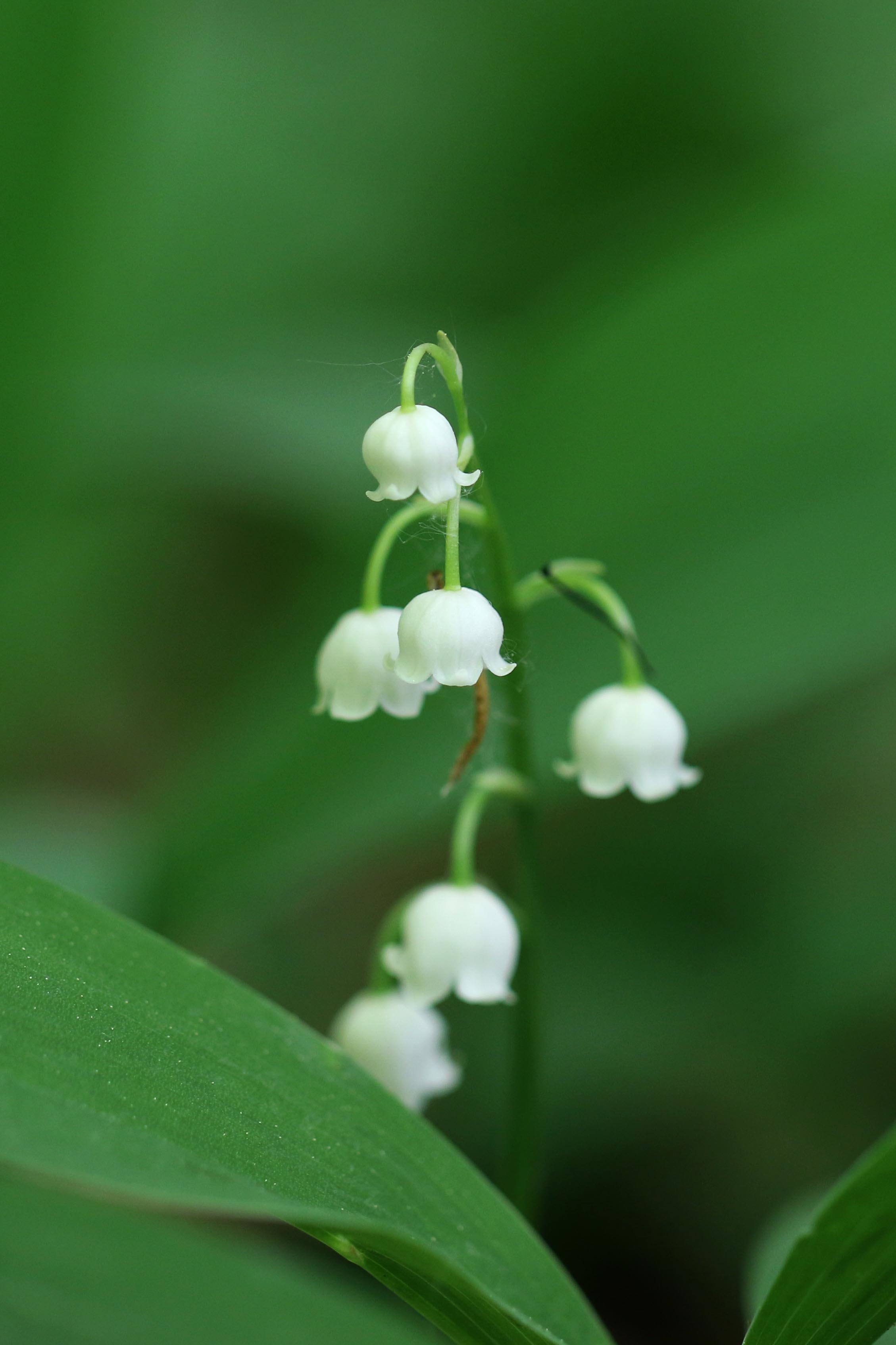 Convallaria majalis (rights holder: Martin Grimm)