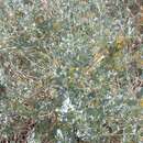 صورة Atriplex lentiformis subsp. lentiformis