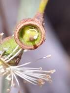 Image of Eucalyptus laeliae Podger & Chippendale